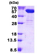 SDS-PAGE - Recombinant Human CNDP2/CN2 protein (AB139781)