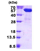 SDS-PAGE - Recombinant Human CNDP2/CN2 protein (His tag N-Terminus) (AB139781)