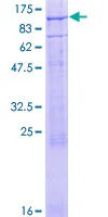 SDS-PAGE - Recombinant Human CNG3 protein (GST tag N-Terminus) (AB132987)