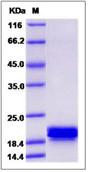 SDS-PAGE - Recombinant Human CNPY2/MSAP protein (His tag) (AB276587), expandable thumbnail