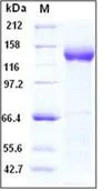 SDS-PAGE - Recombinant Human CNTN5 protein (His tag) (AB276286)