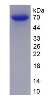 SDS-PAGE - Recombinant Human Collagen III protein (Tagged) (AB275791)