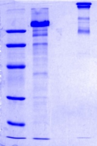SDS-PAGE - Recombinant Human COMP/Cartilage oligomeric matrix protein (AB104358), expandable thumbnail
