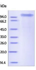SDS-PAGE - Recombinant human COMP/Cartilage oligomeric matrix protein (Active) (AB174082)