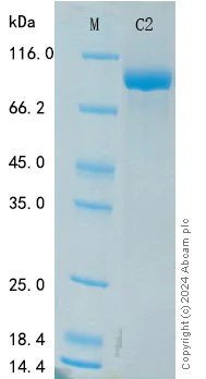 SDS-PAGE - Recombinant Human Complement C2 Protein Standard (His tag) (AB316488)