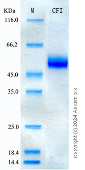 SDS-PAGE - Recombinant Human Complement Factor I Protein Standard (His tag) (AB316611)