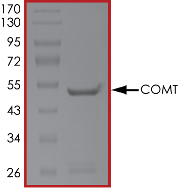 SDS-PAGE - Recombinant human COMT protein (Active) (AB268426), expandable thumbnail