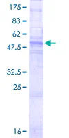 SDS-PAGE - Recombinant Human Connexin 32 / GJB1 protein (GST tag N-Terminus) (AB158522)