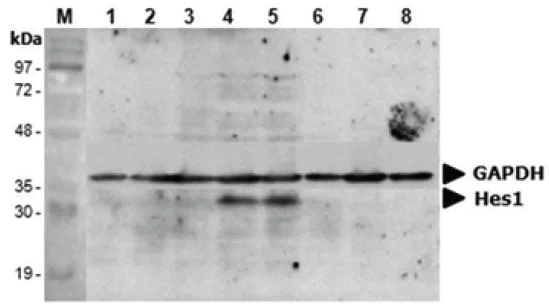 Functional Studies - Recombinant Human Contactin 6 protein (AB109345)