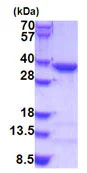 SDS-PAGE - Recombinant Human COPE protein (AB187476)