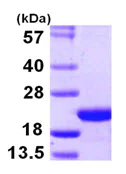 SDS-PAGE - Recombinant Human COPZ1 protein (AB107148)