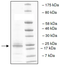 SDS-PAGE - Recombinant Human CoREST protein (AB196077)