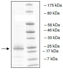 SDS-PAGE - Recombinant Human CoREST protein (His tag N-Terminus) (AB196077)