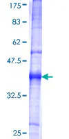 SDS-PAGE - Recombinant Human Corin protein (GST tag N-Terminus) (AB153116)