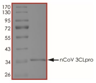 SDS-PAGE - Recombinant human coronavirus SARS-CoV-2 3CL protease protein (Active) (AB277614), expandable thumbnail
