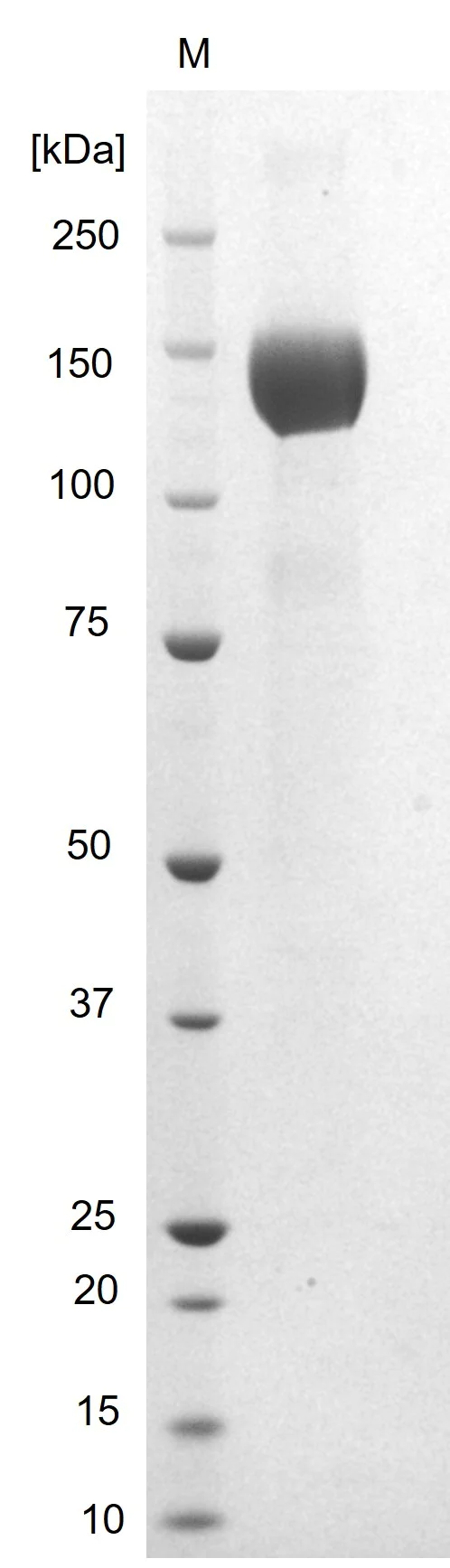 SDS-PAGE - Recombinant Human coronavirus SARS-CoV-2 (B.1.1.529/Omicron) Spike Glycoprotein S1 (AB290828)