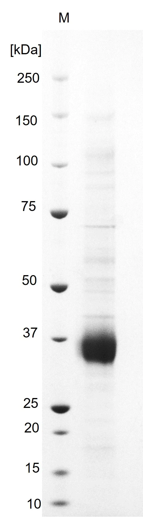 SDS-PAGE - Recombinant Human coronavirus SARS-CoV-2 (B.1.1.529/Omicron) Spike Glycoprotein S1 RBD protein (AB290829)