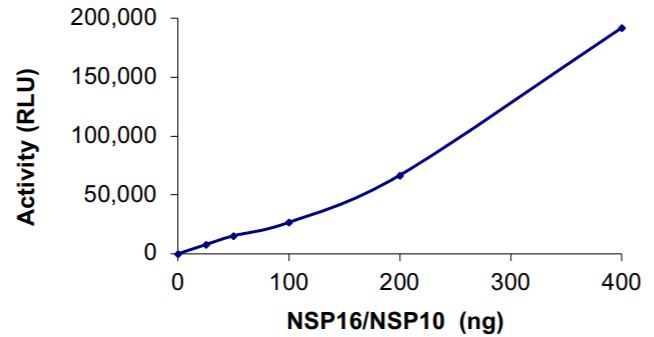 Recombinant human coronavirus SARS-CoV-2 Nsp10 + Nsp16 methyltransferase protein (Active)