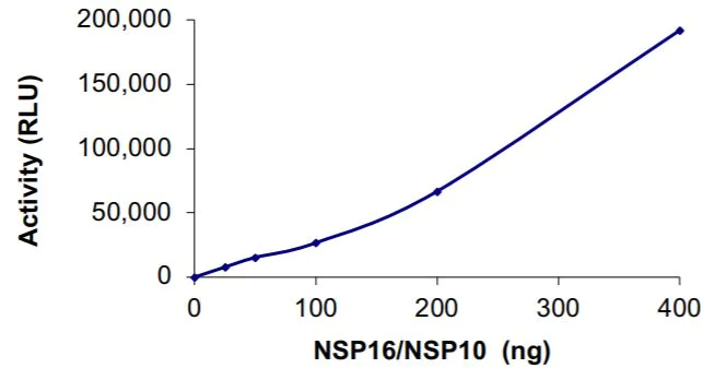 Functional Studies - Recombinant human coronavirus SARS-CoV-2 Nsp10 + Nsp16 methyltransferase protein (Active) (AB277613)