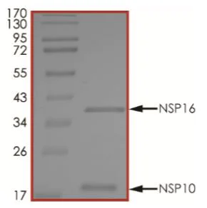 SDS-PAGE - Recombinant human coronavirus SARS-CoV-2 Nsp10 + Nsp16 methyltransferase protein (Active) (AB277613)