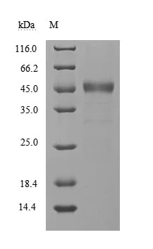 SDS-PAGE - Recombinant Human coronavirus SARS-CoV-2 nsp9 protein (AB289786)