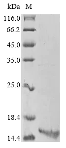 SDS-PAGE - Recombinant Human coronavirus SARS-CoV-2 nsp9 protein (AB289787)