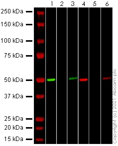 Western blot - Recombinant Human coronavirus SARS-CoV-2 Nucleocapsid Protein (His tag) (AB272107)