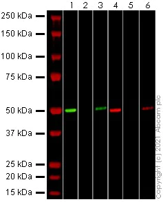 Western blot - Recombinant Human coronavirus SARS-CoV-2 Nucleocapsid Protein (His tag) (AB272107)