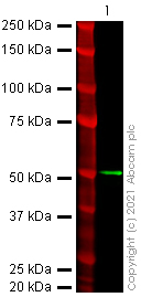 Western blot - Recombinant Human coronavirus SARS-CoV-2 nucleocapsid protein (His tag) (AB273530), expandable thumbnail