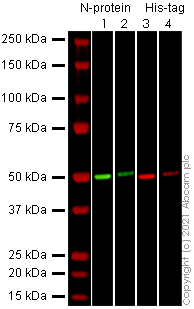 Western blot - Recombinant Human coronavirus SARS-CoV-2 nucleocapsid protein (His tag) (AB273530), expandable thumbnail