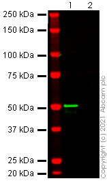 Western blot - Recombinant Human coronavirus SARS-CoV-2 nucleocapsid protein (His tag) (ab273530), expandable thumbnail