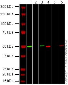 Western blot - Recombinant Human coronavirus SARS-CoV-2 nucleocapsid protein (His tag) (AB273530), expandable thumbnail