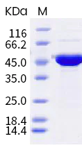 SDS-PAGE - Recombinant Human coronavirus SARS-CoV-2 nucleocapsid protein (mutated A12G + T205I) (His tag) (AB289627)