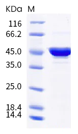 SDS-PAGE - Recombinant Human coronavirus SARS-CoV-2 nucleocapsid protein (mutated P199L + M234I) (His tag) (AB289630)