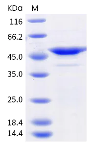 SDS-PAGE - Recombinant Human coronavirus SARS-CoV-2 nucleocapsid protein (mutated T205I) (His tag) (AB289634)