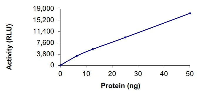 Functional Studies - Recombinant human coronavirus SARS-CoV-2 RNA-dependent RNA polymerase (RDRP) protein (Active) (AB277617)