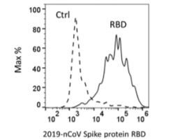 Flow Cytometry - Recombinant human coronavirus SARS-CoV-2 Spike Glycoprotein RBD (Active) (AB273065), expandable thumbnail