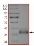 SDS-PAGE - Recombinant human coronavirus SARS-CoV-2 Spike Glycoprotein RBD (Active) (AB273065), expandable thumbnail