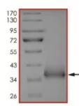SDS-PAGE - Recombinant human coronavirus SARS-CoV-2 Spike Glycoprotein RBD (Active) (AB273065)