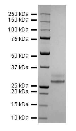 SDS-PAGE - Recombinant Human coronavirus SARS-CoV-2 Spike Glycoprotein RBD (His tag) (AB275986), expandable thumbnail