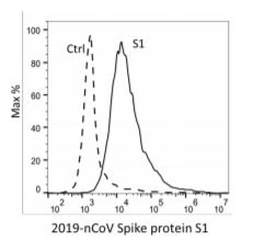 Functional Studies - Recombinant human coronavirus SARS-CoV-2 Spike Glycoprotein S1 (Active) (AB273068), expandable thumbnail
