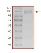 SDS-PAGE - Recombinant human coronavirus SARS-CoV-2 Spike Glycoprotein S1 (Active) (AB273068)