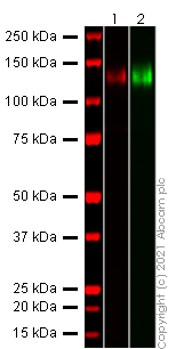 Western blot - Recombinant human coronavirus SARS-CoV-2 Spike Glycoprotein S1 (Active) (AB273068), expandable thumbnail