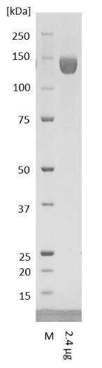 SDS-PAGE - Recombinant Human coronavirus SARS-CoV-2 Spike Glycoprotein S1 (Fc Chimera) (AB272105)