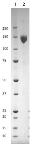 SDS-PAGE - Recombinant Human coronavirus SARS-CoV-2 Spike Glycoprotein S1 (mutated D641G) (Tagged) (AB281473)