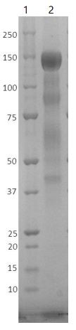 SDS-PAGE - Recombinant Human coronavirus SARS-CoV-2 Spike Glycoprotein S1 (mutated E484K + D614G) (Tagged) (AB281477), expandable thumbnail