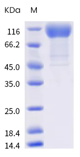 SDS-PAGE - Recombinant Human coronavirus SARS-CoV-2 Spike Glycoprotein S1 (mutated L452R + D614G) (His tag) (AB289625)