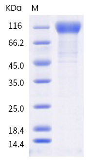SDS-PAGE - Recombinant human coronavirus SARS-CoV-2 Spike Glycoprotein S1 (mutated Q677H) (Active) (AB289629), expandable thumbnail