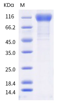SDS-PAGE - Recombinant human coronavirus SARS-CoV-2 Spike Glycoprotein S1 (mutated Q677H) (Active) (AB289629)