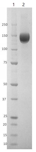 SDS-PAGE - Recombinant Human coronavirus SARS-CoV-2 Spike Glycoprotein S1 (mutated S477N + D641G) (Tagged) (AB281474), expandable thumbnail